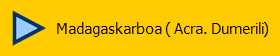 Madagaskarboa ( Acra. Dumerili)